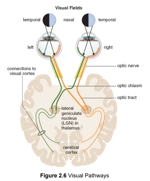 <p>where the photons from an object travel to the opposite side to reach your eyes</p><p>left side stimulus → right temporal &amp; left nasal → right side brain</p><p>right side stimulus → left temporal &amp; right nasal → left side brain</p>