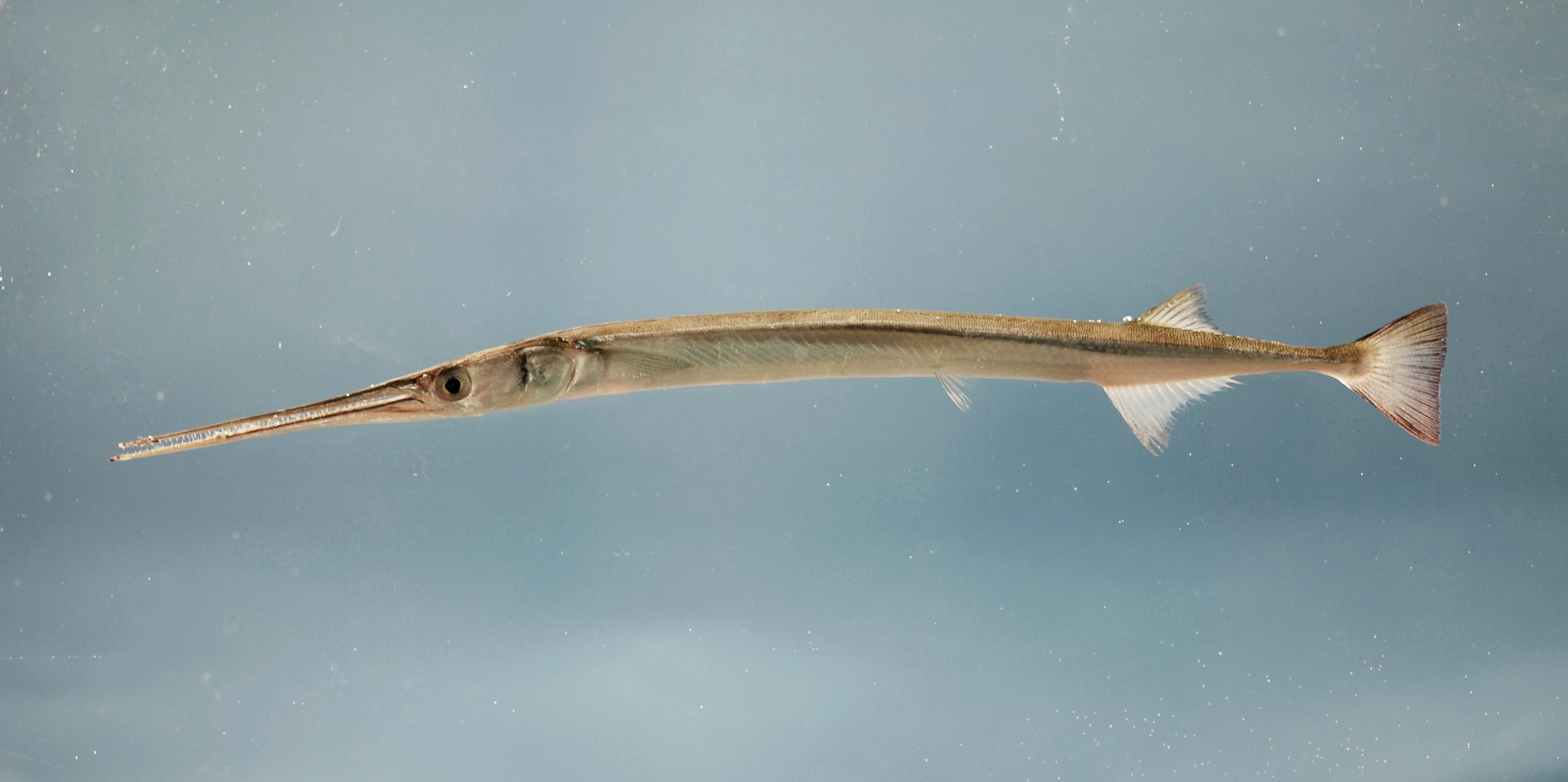 <p>Needlefishes, Flyingfishes</p>