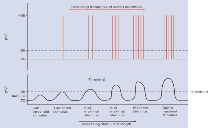 <p>just strong enough to produce a maximum frequency of APs</p>