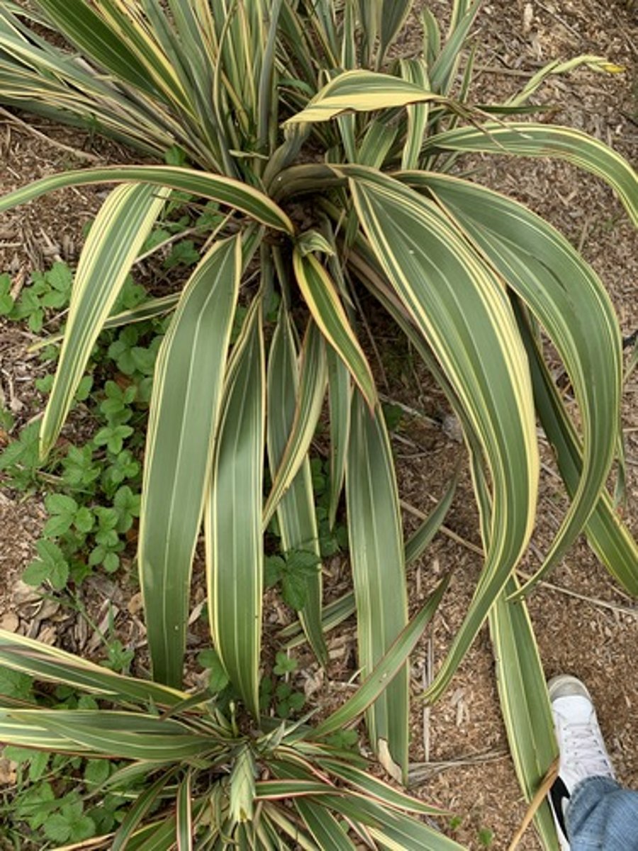 <p>Leathery texture, Multiple Cultivars, the Blade pinches into a fuse at base the widens in center narrows to point, smooth leathery top and Corduroy bottom</p>