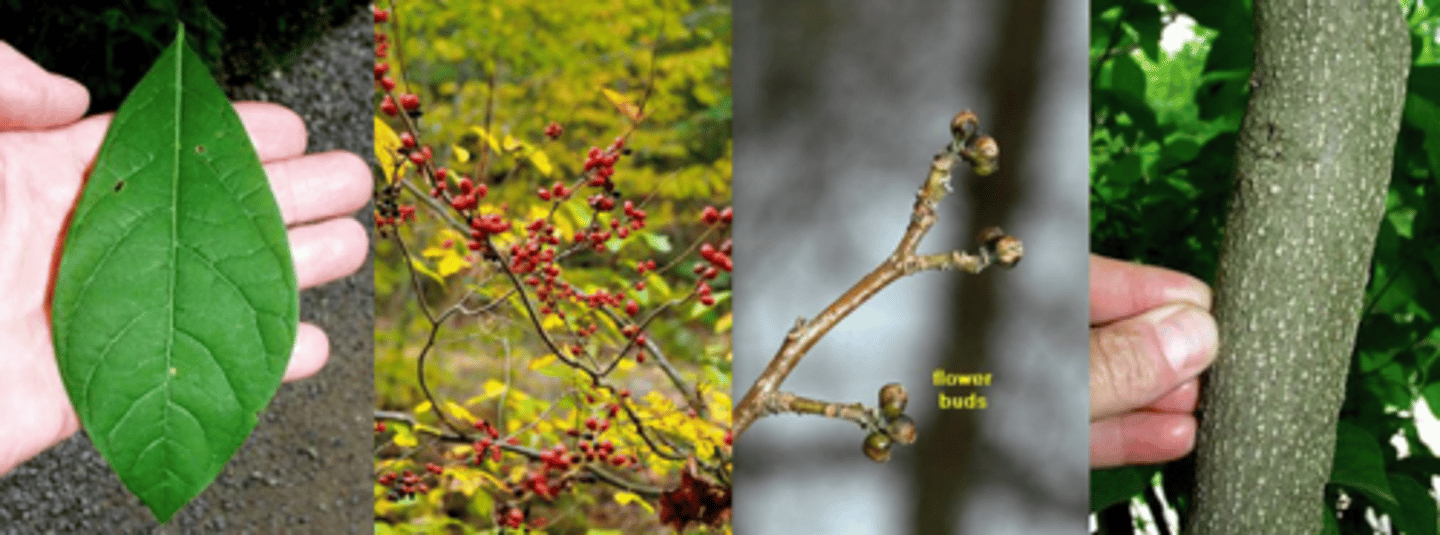 <p>Leaves: alternate, simple, elliptical, 3-5" long, pinnately veined, entire margin that may be somewhat ciliate, strong, spicy odor when crushed, green above and slightly paler below. </p><p>Twigs: slender, olive-green to brown in color, numerous light lenticels, with distinctive, stalked globose flower buds covered with 2 to 3 yellow-green to brown scales; when broken, a spicy, peppery smell is obvious. Terminal bud tiny and hot pink.</p><p>Flowers: dioecious; small, but due to large numbers they can be showy, yellow, appearing in axillary clusters before the leaves in early spring.</p><p>Fruit: bright red drupes (to 1/2" long) which mature in fall and are attractive to birds. </p><p>Bark: Brown to gray-brown and speckled with light colored lenticels. </p><p>Form/Silvics: a deciduous shrub with a broad, rounded habit which typically grows 6-12' high in moist locations in bottomlands, woods, ravines, valleys and along streams.</p>