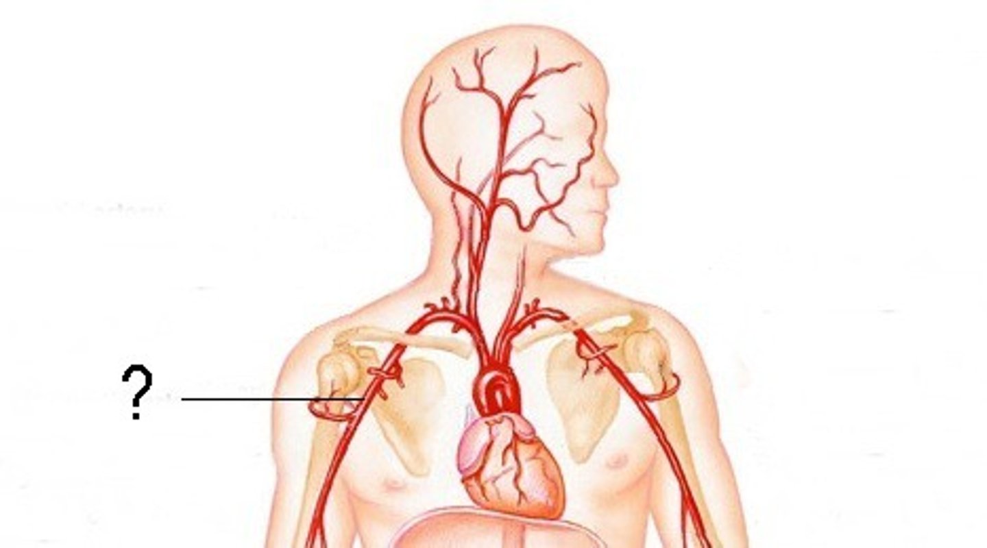 <p>Sensory innervation: shoulder joint and skin overlying part of deltoid muscle</p><p>Motor innervation: teres minor and deltoid</p><p>if damaged: difficulty abducting arm to 90 degrees</p>