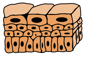 <p>Lining of the urinary bladder. Function: stretchable.</p>