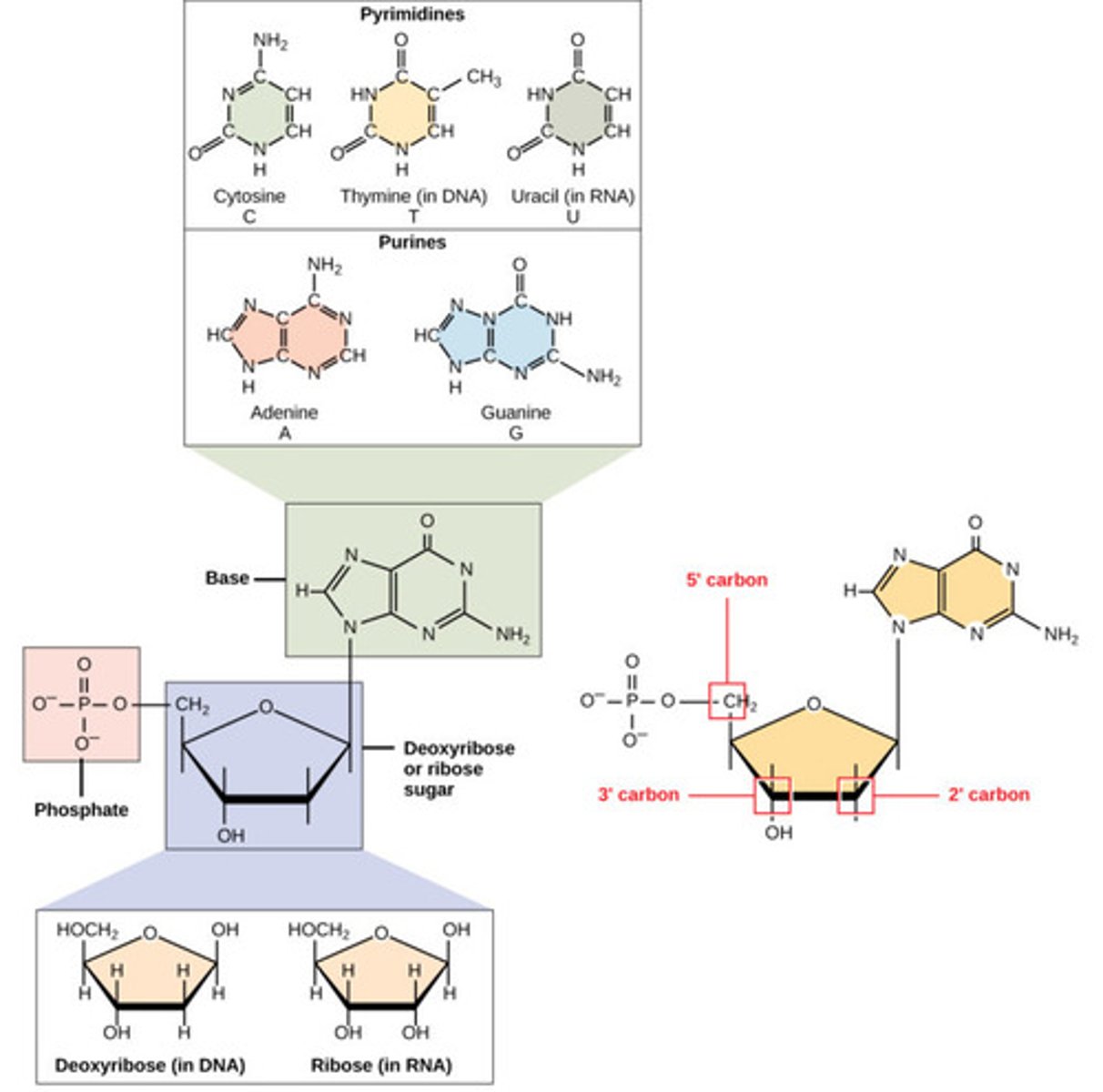 <p>1. nitrogenous base</p><p>2. five carbon deoxyribose sugar</p><p>3. phosphate group</p>