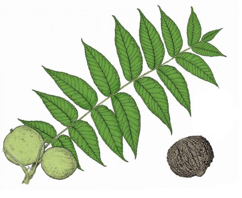 <p>Juglandaceae </p><p>Juglans nigra </p>