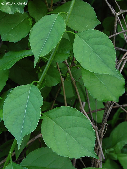 <p>Asiatic bittersweet, Celastrus orbiculatus, Celastraceae</p>