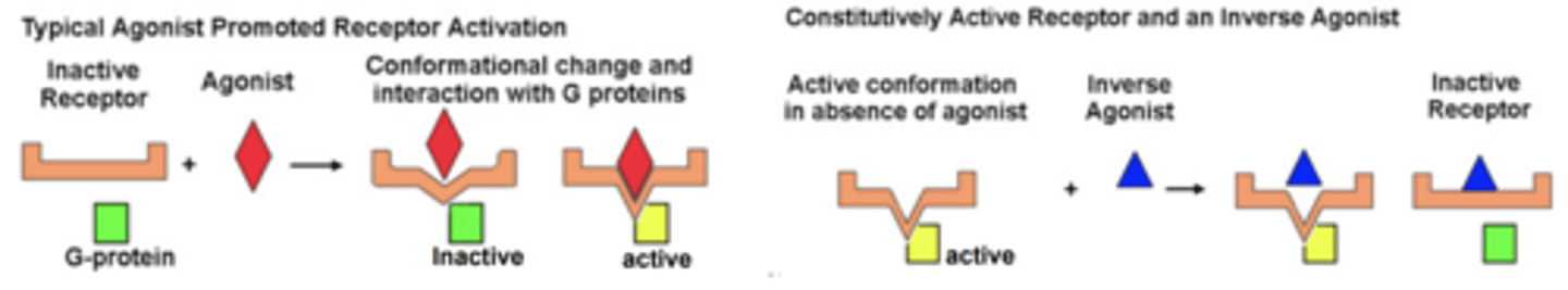 <p>ligand that binds to a receptor, producing the opposite effect that would be produced when an agonist binds the same receptor </p>