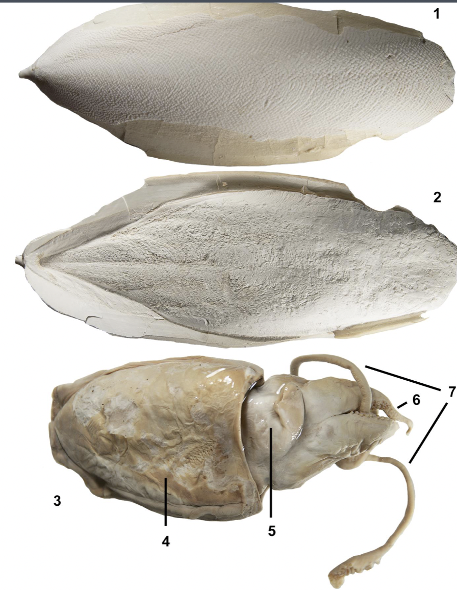 <p>Identify the labeled parts of this Sepiida specimen</p>