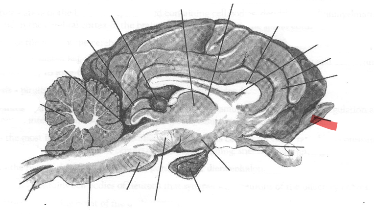 <p>Identify highlighted arrow</p>