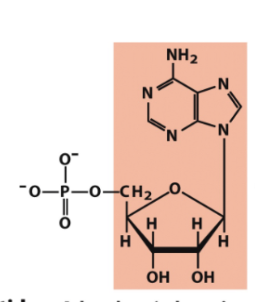 <p>what is the nucleotide name?</p>