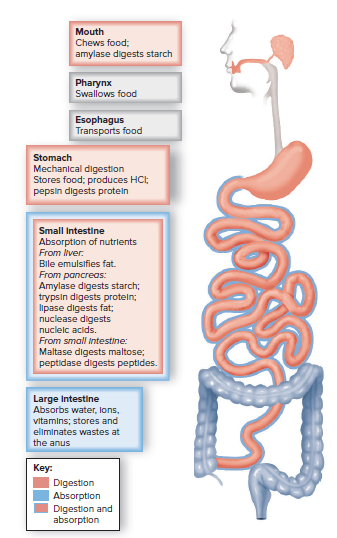 Figure 25.11 - The digestive organs and their functions.