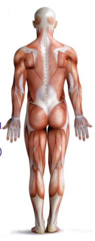 <p>back of the body</p>