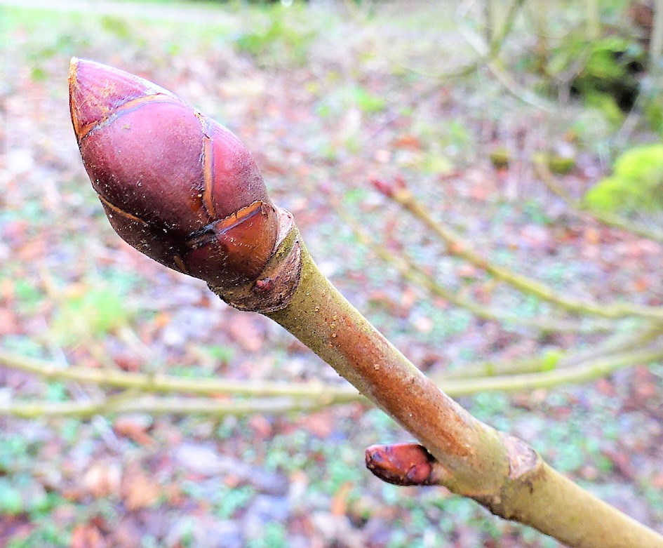 <ul><li><p>non-native, planted in yards</p></li><li><p>opp branch</p></li><li><p>bark: scaly brown </p></li><li><p>leaves: palmate, compound, 5-9</p></li><li><p>twigs: thick brown </p></li><li><p>buds: sticky, scaled, red / brn</p></li><li><p>repro: large nuts in spiky husks</p></li></ul>