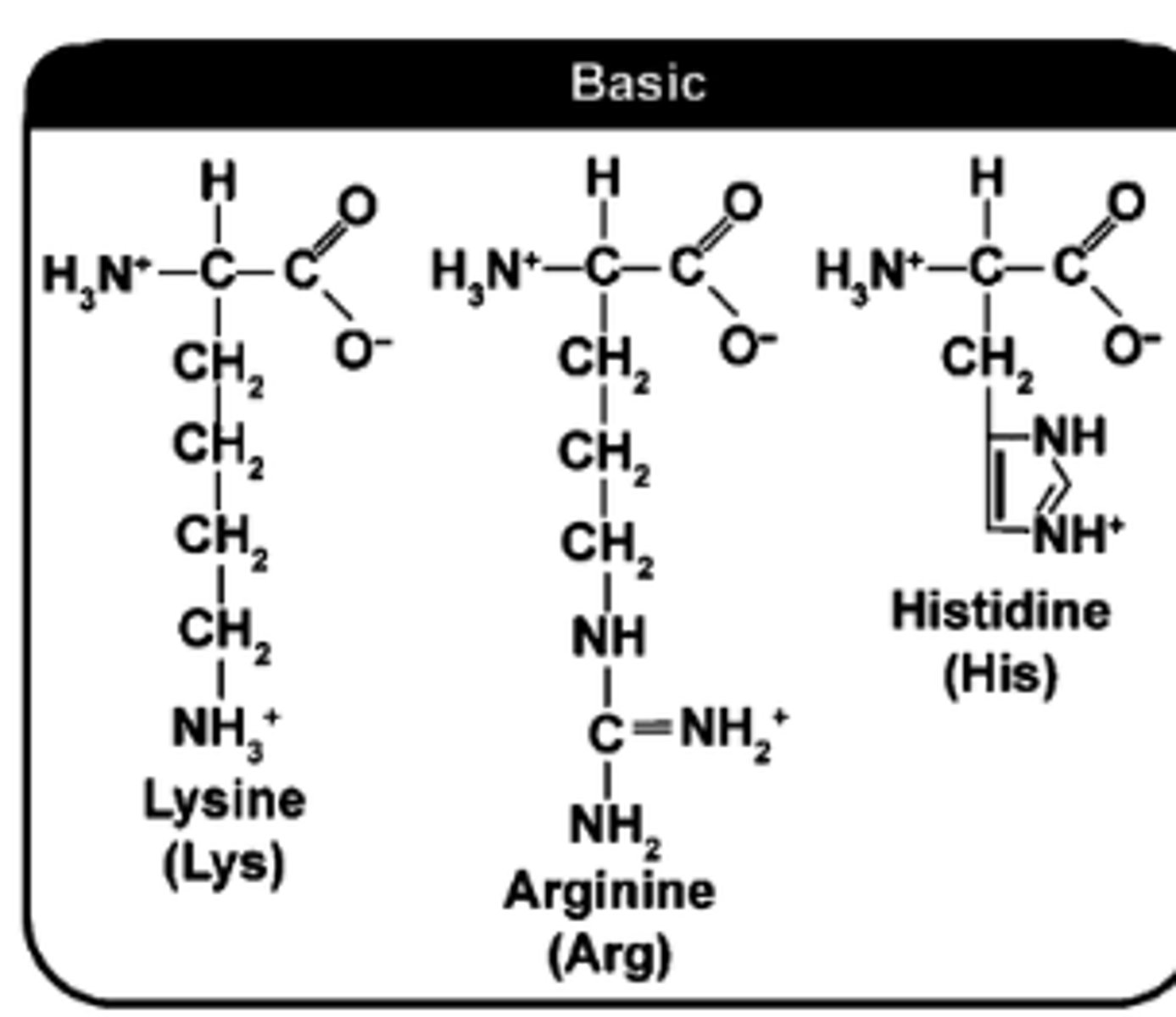 <p>Look For:​</p><p>Amine Groups​</p><p>Positive Charges</p>