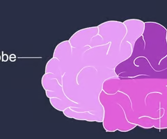 <p>responsible for information about touch contralateral via the somatosensory cortex and body position and awareness.</p>