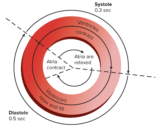 <ol><li><p><strong>Systole:</strong> contraction of <u>Ventricles</u></p></li><li><p><strong>Diastole: </strong>relaxation of <u>heart muscles</u> (except for the end of diastole when atrium contracts)</p></li></ol><p></p>