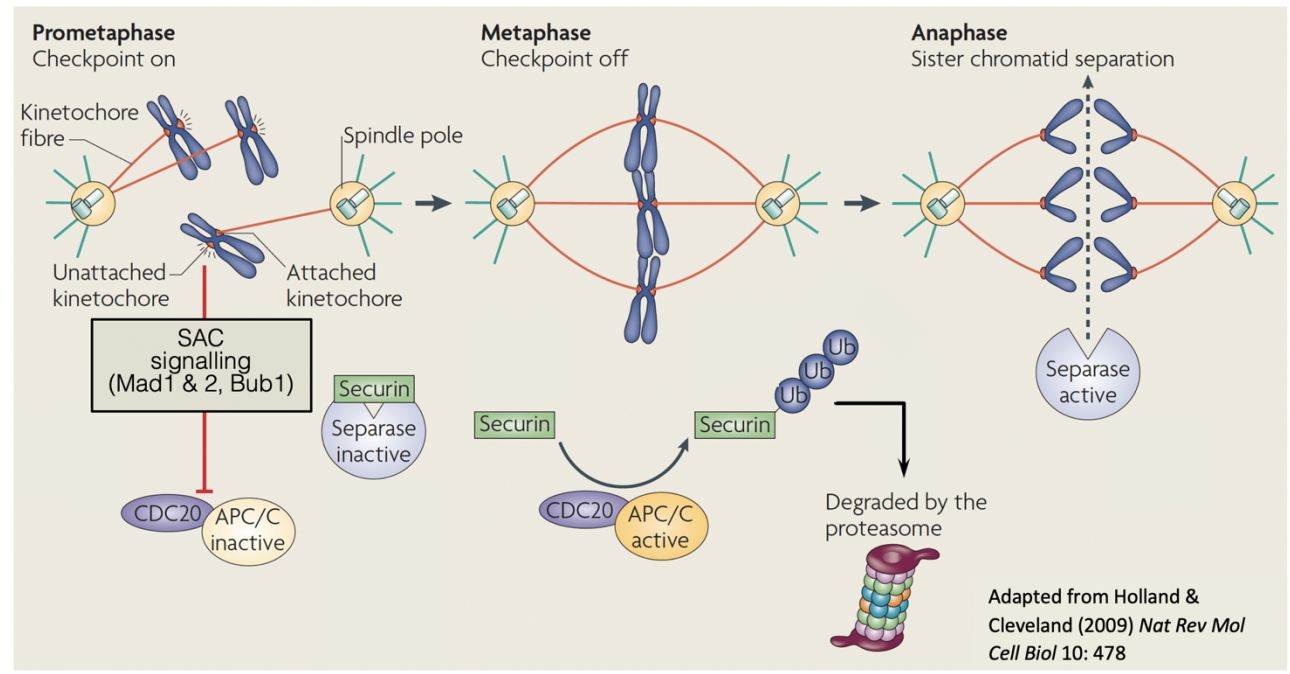 <p>1.<strong>Unattached kinetochores</strong></p><ol><li><p>unattached kinetochores relay signals through the SAC</p></li><li><p>inhibit Cdc20 activation of APC/C</p></li><li><p>Prevents the destruction of securin</p></li><li><p>STOPS moving into anaphase</p></li></ol><p></p>