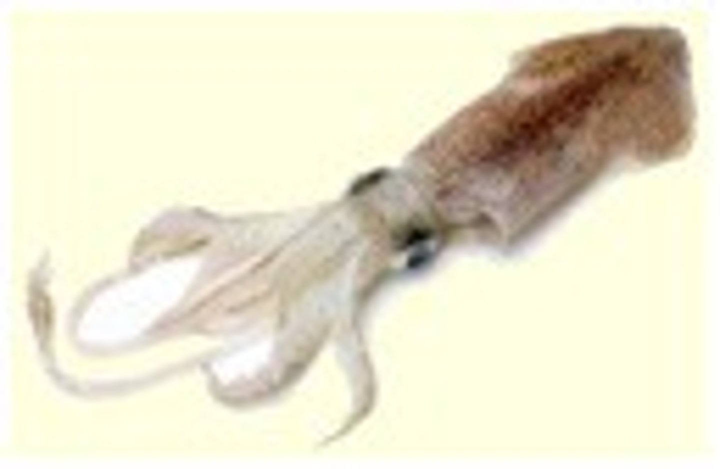 <p>Carnivores, predators (beak-like jaw + radula)</p><p>Chambers with gas or water for buoyancy</p><p>Rapid color changing</p><p>Sepia or dark ink (melanin)</p><p>Dioecious, lays eggs after mating, no larvae formation</p><p>Chambered nautiluses are the only living cephalopods with an external shell</p>