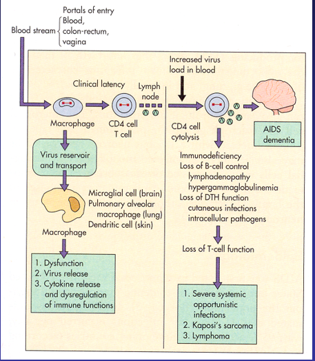 \-Lentivirus

\-used to be termed lymphadenopathy virus (LAV) and HTLV-3

\-encodes several accessory genes

\-causative agent of the acquired immunodeficiency syndrome (AIDS)

\-AIDS = one of the most devastating epidemics ever recorded
