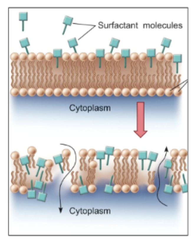 <p>soap breaks down the oils on your skin allowing trapped bacteria to be washed away</p><ul><li><p>break down the cell membranes of the bacteria</p></li></ul><p></p>