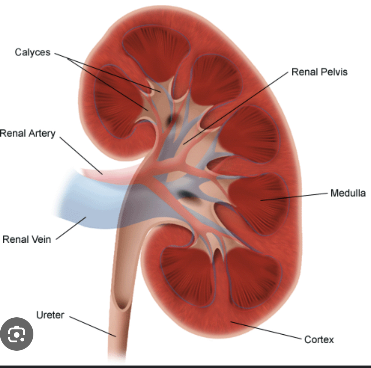 Anatomy of Kidney