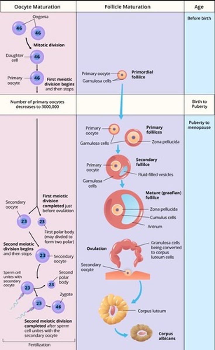 <p>The phase of the menstrual cycle involving the development of the egg and secretion of estrogen.</p>