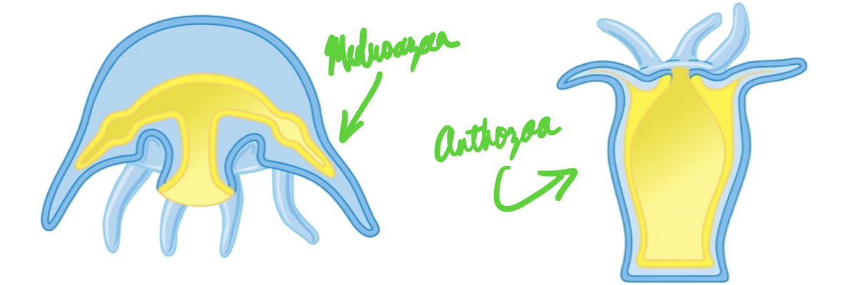 <ul><li><p>Clade Medusozoa, which can be in polyp and medusa form, with the latter meaning that their oral surface is down. They’re usually swimmers.</p></li><li><p>Clade Anthozoa, with species always in polyp form, meaning their oral surface is up. They’re usually crawlers.</p></li></ul>