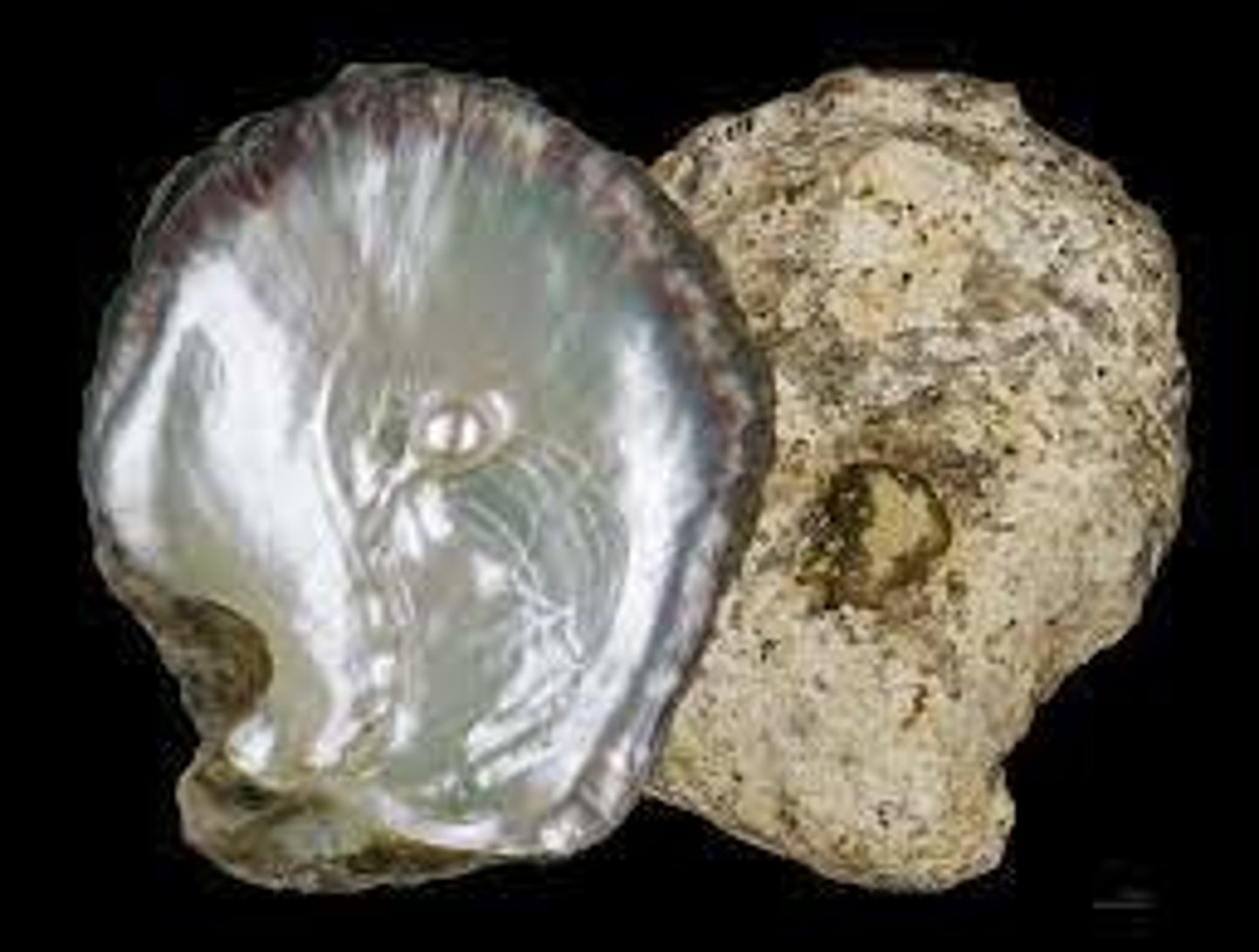 <p>pearl oysters</p>
