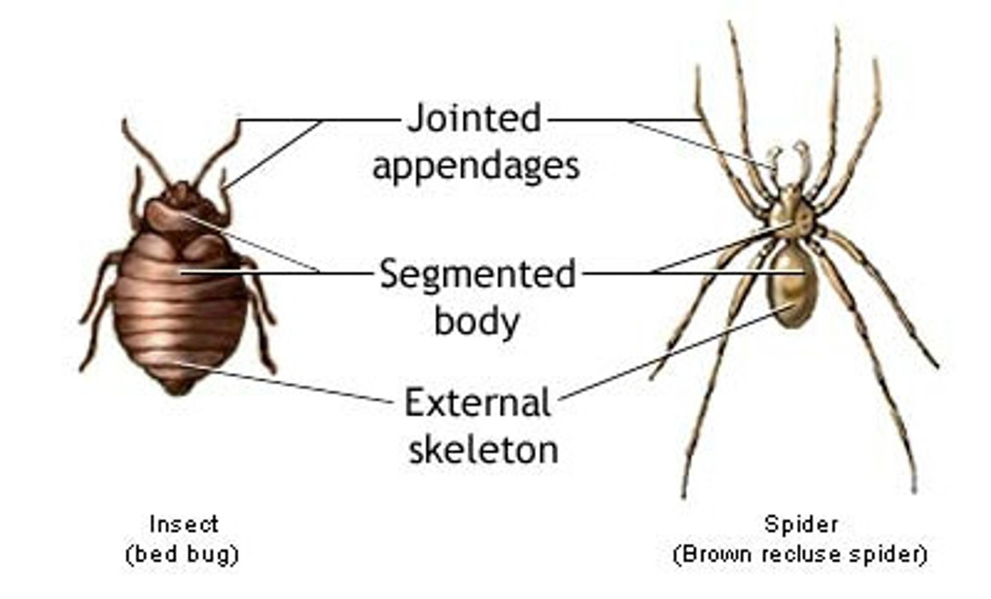 <p>1. arthropods<br>2. annelids<br>3. chordates</p>