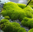 <p>mosses</p>