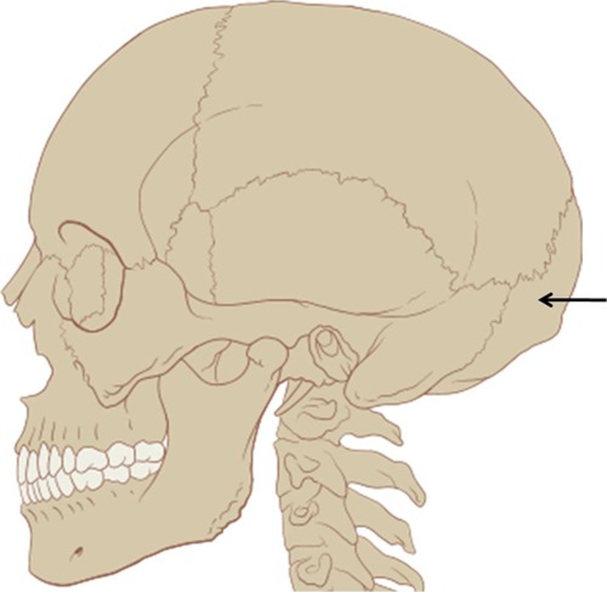 <p>bone at the back of head</p>