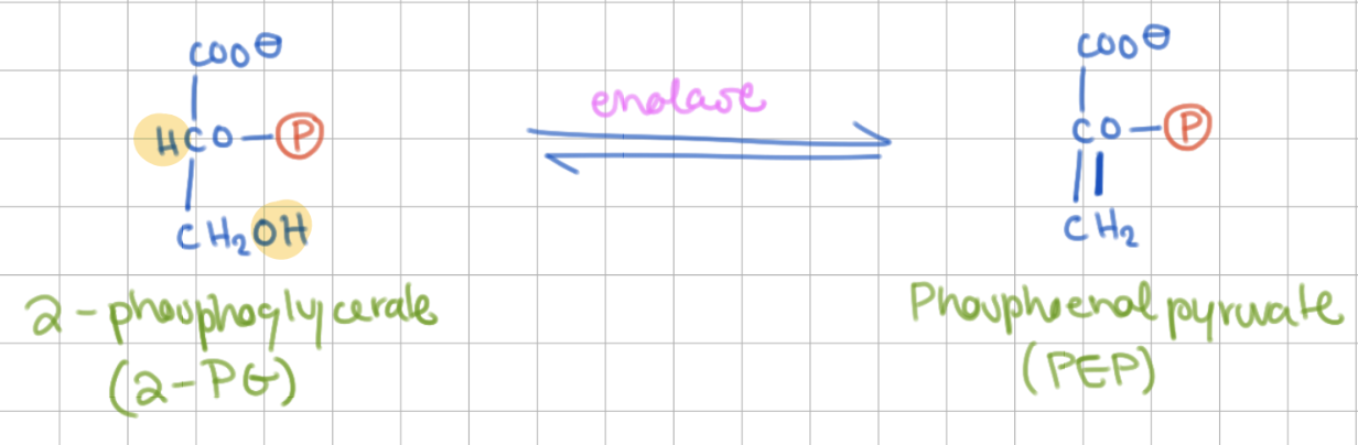 <p>2PG → PEP</p><p>2 Phosphoglycerate (2PG) → Phosphoenolpyruvate (PEP)</p><p>Enzyme = Enolase</p>