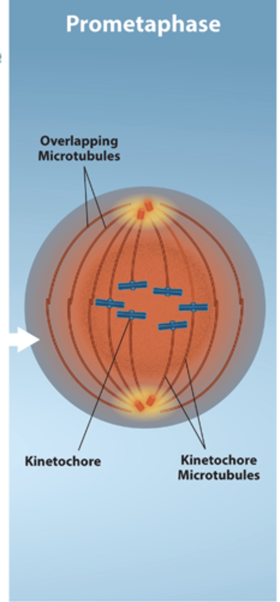 <p>- Second step of mitosis</p><p>- SIster chromatids develop a protein called kinetochore in the centromere region of the DNA</p><p>- Kinetochore attaches the chromatids to the spindle microtubules</p>