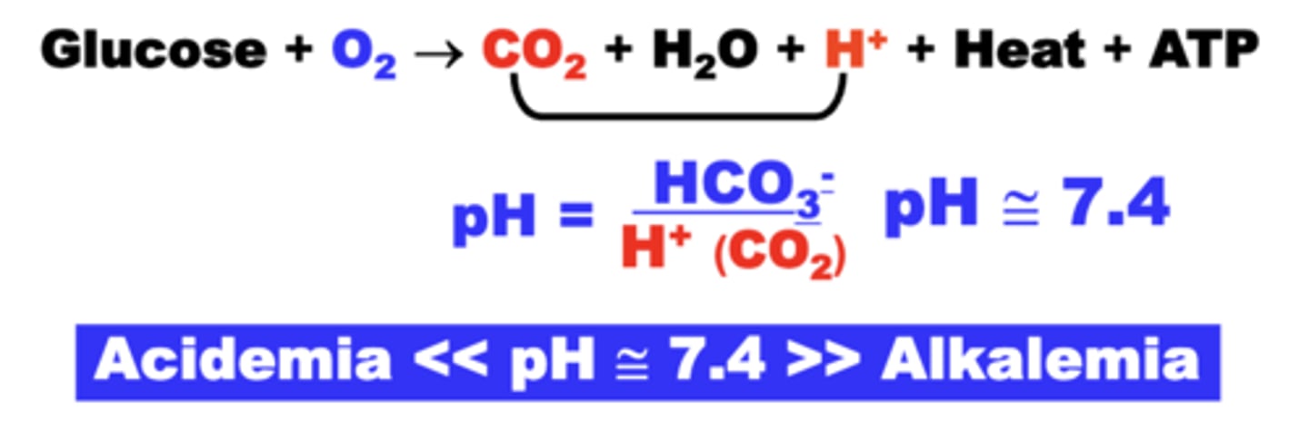 <p>- hydration of CO2 results in the formation of H+</p><p>- H+ level relative to HCO3- determines pH</p>