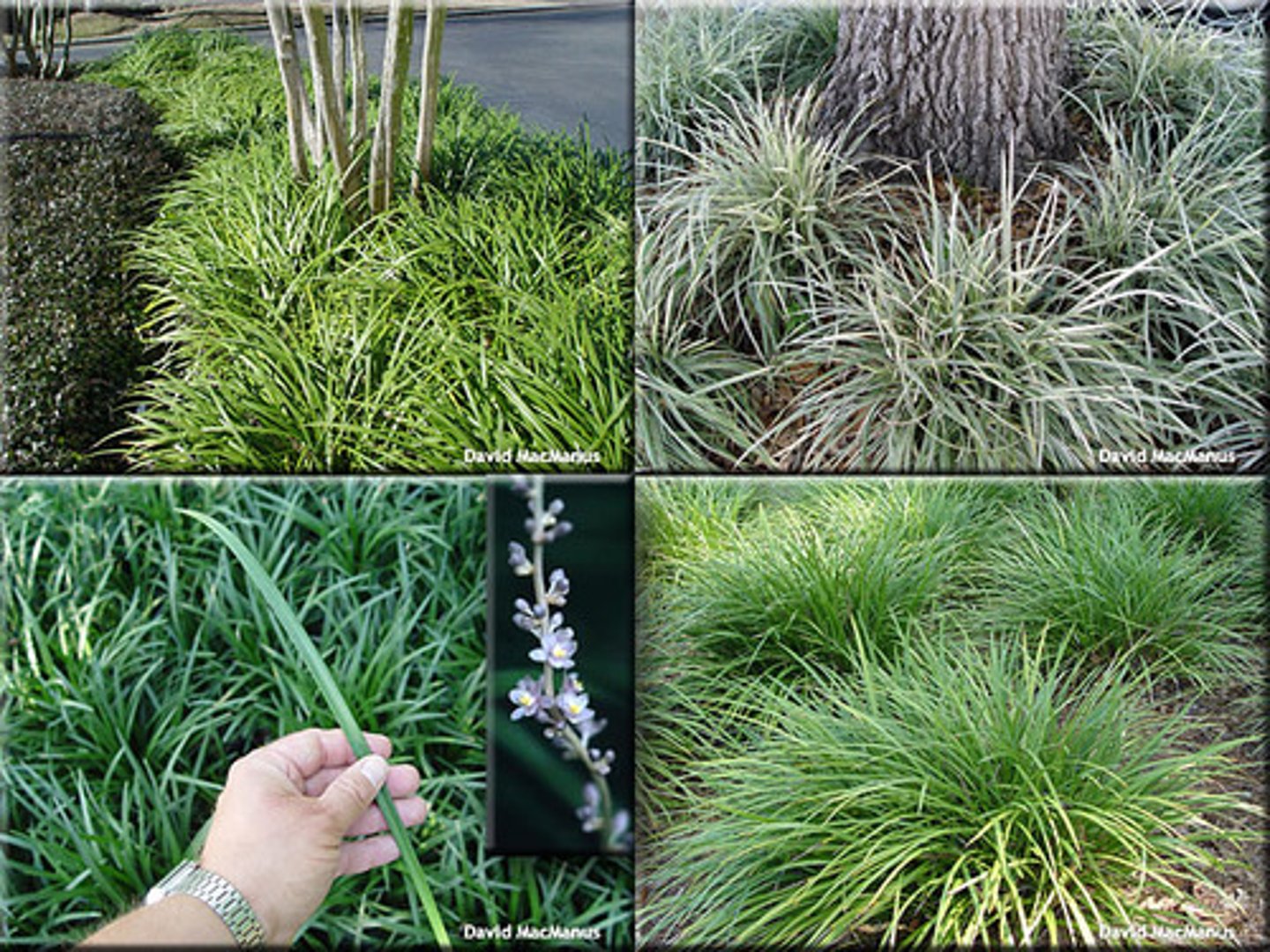 <p>Lily Grass; Line</p>