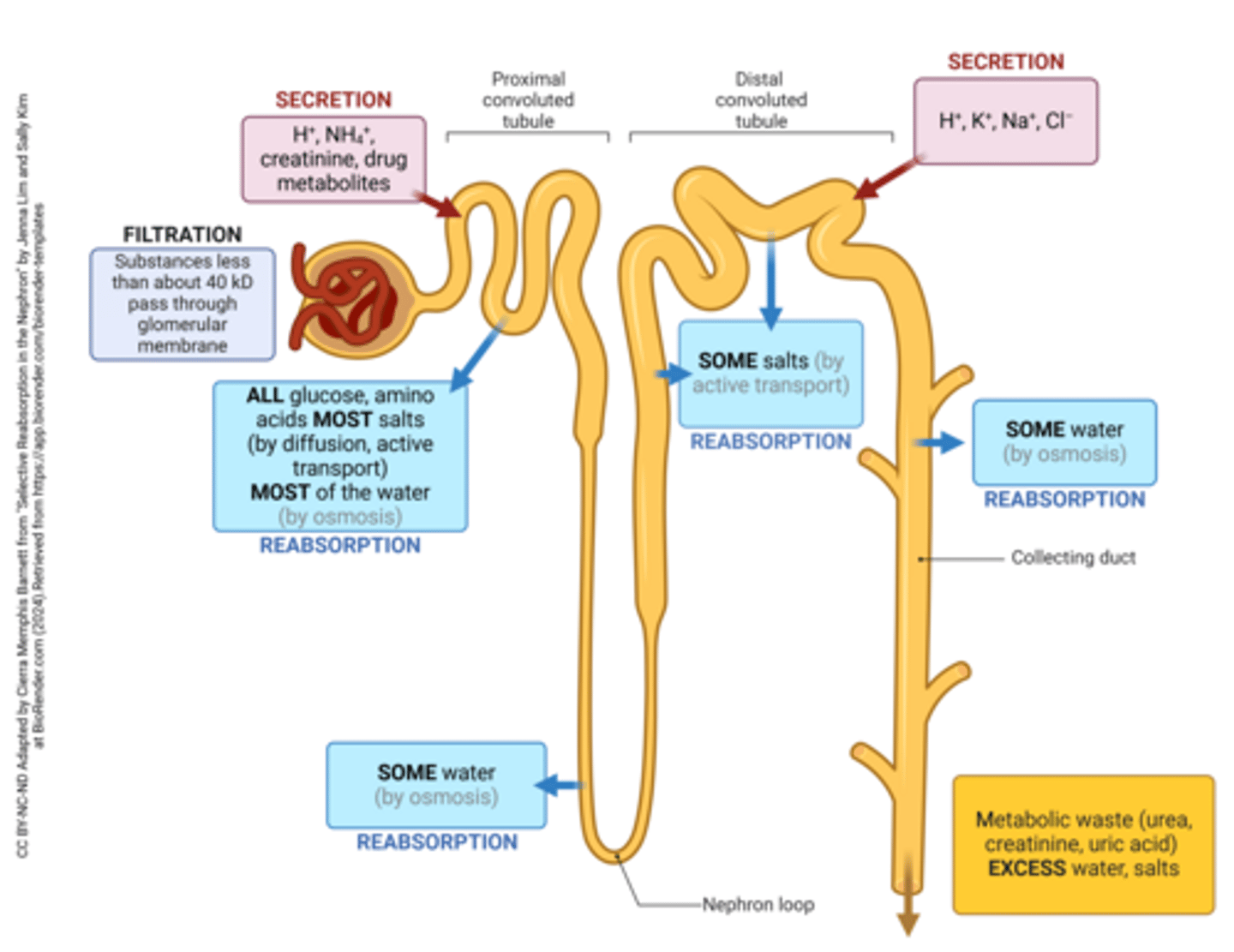 <p>afferent arteriole</p><p>glomerulus</p><p>glomerular capsule</p><p>proximal convoluted tubule</p><p>nephron loop (loop of henle)</p><p>distal convoluted tubule</p><p>collecting duct</p>