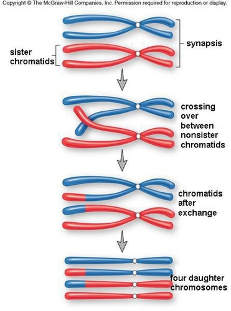 <p>Exchange of genetic material between homologous chromosomes.</p>