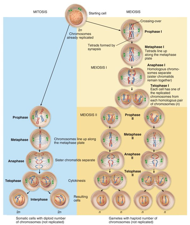 <p>mitosis occurs during somatic cell division (when the nucleus divides, 2 sets of chromosome into 2 nuclei) and meiosis occurs during reproductive cell division (production of four haploid cells, one set of chromosome in each)</p>