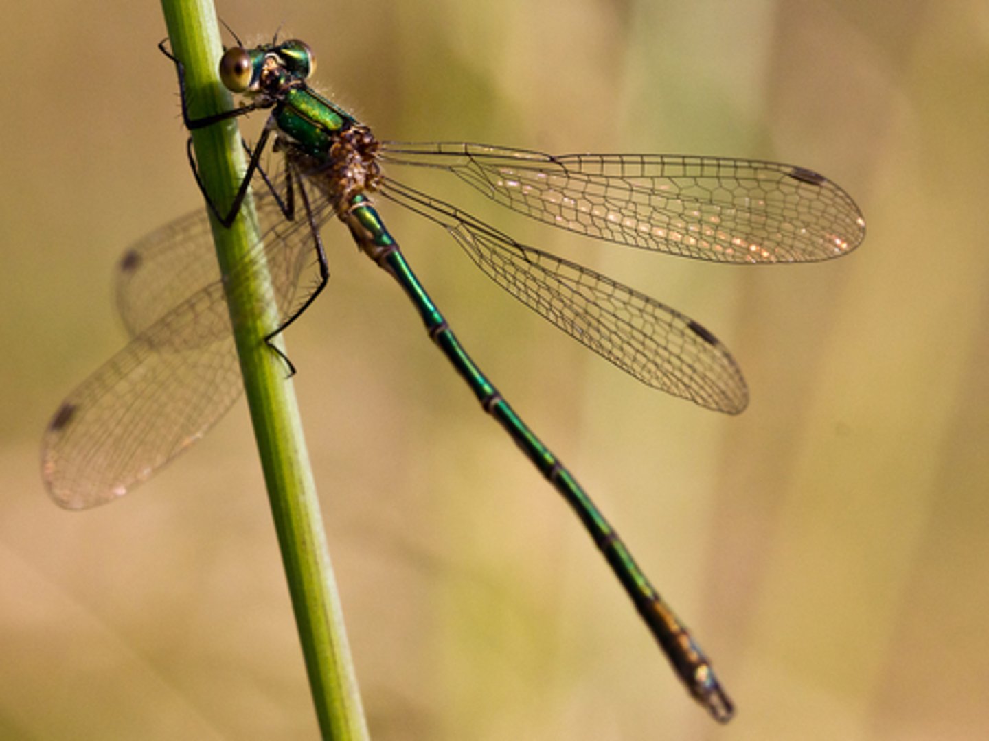 <p>transparent wings with a black dot (pterostigma) on the tip of each of their wings. hold their wings away from their body as rest, which gives them their name.</p>