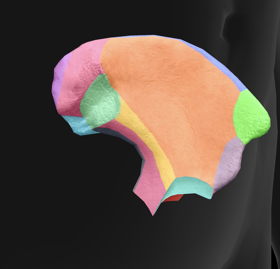 <p>medial & inferior projection of the ilium, important for pelvic anatomy and muscle attachments. </p>