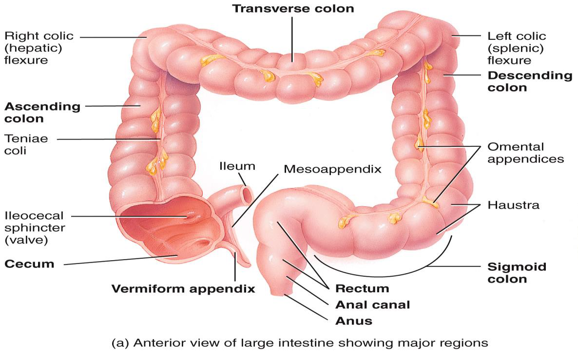 <p>ANATOMY OF THE LARGE INTESTINE (COLON) photos</p>