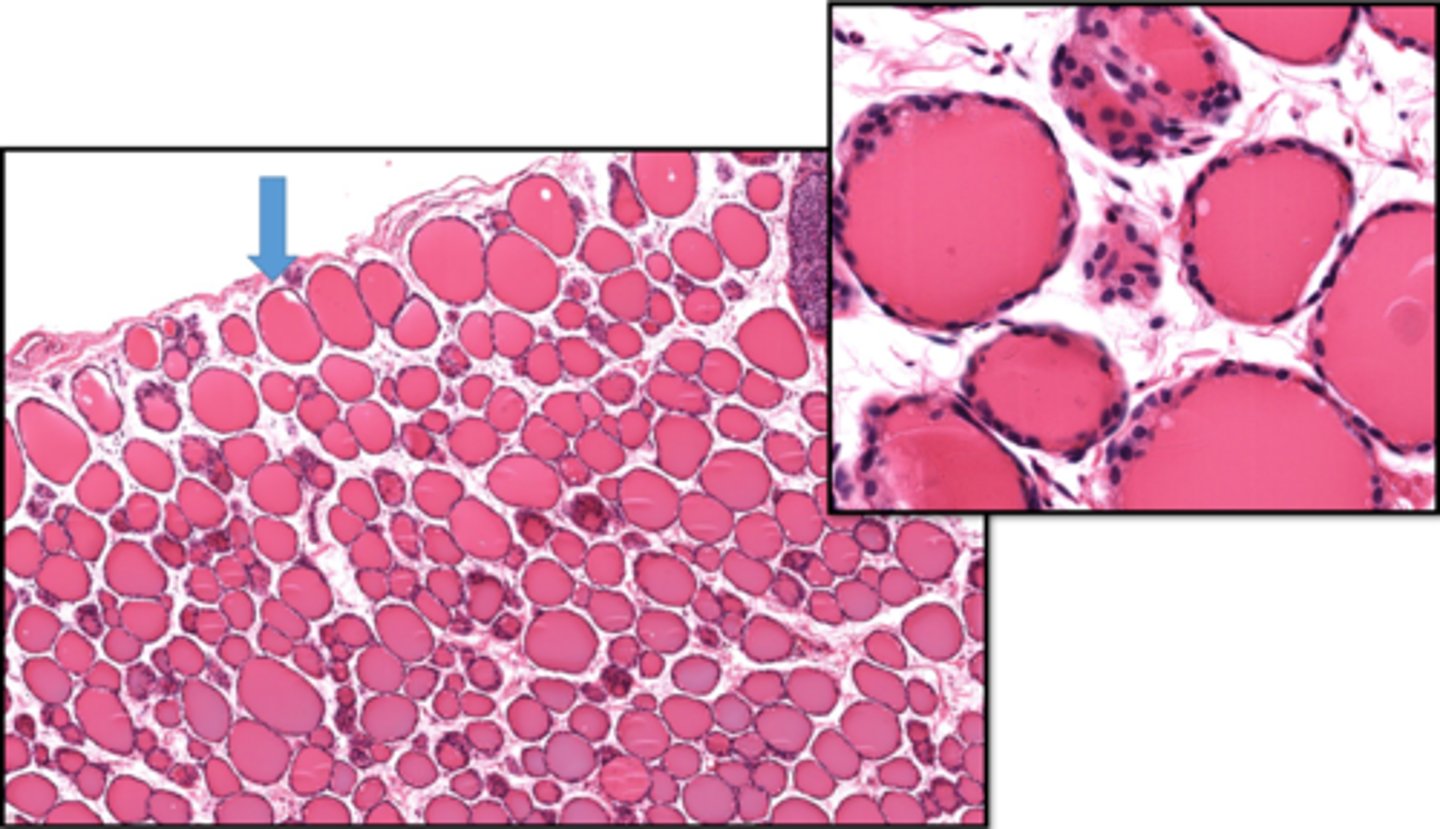 <p>Identify the organ</p>