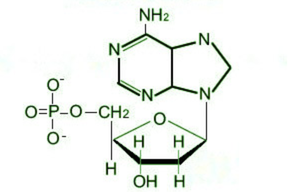 <p>what macromolecule does this structure represent?</p>