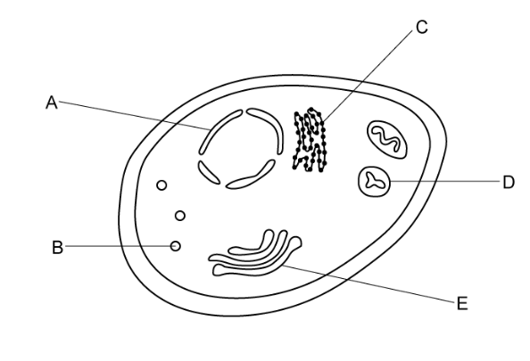 <p>the little dots in a cell pic</p>