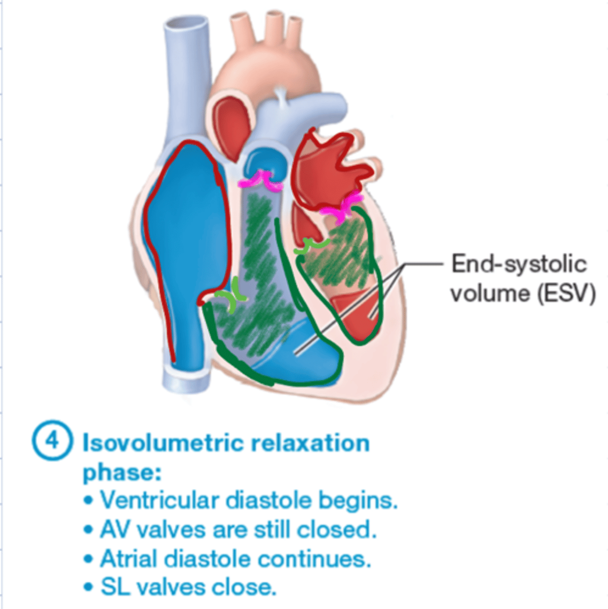 <p>- ventricular diastole begins</p><p>- AV valves remain closed</p><p>- atrial diastole continues</p><p>- SL valve close</p>