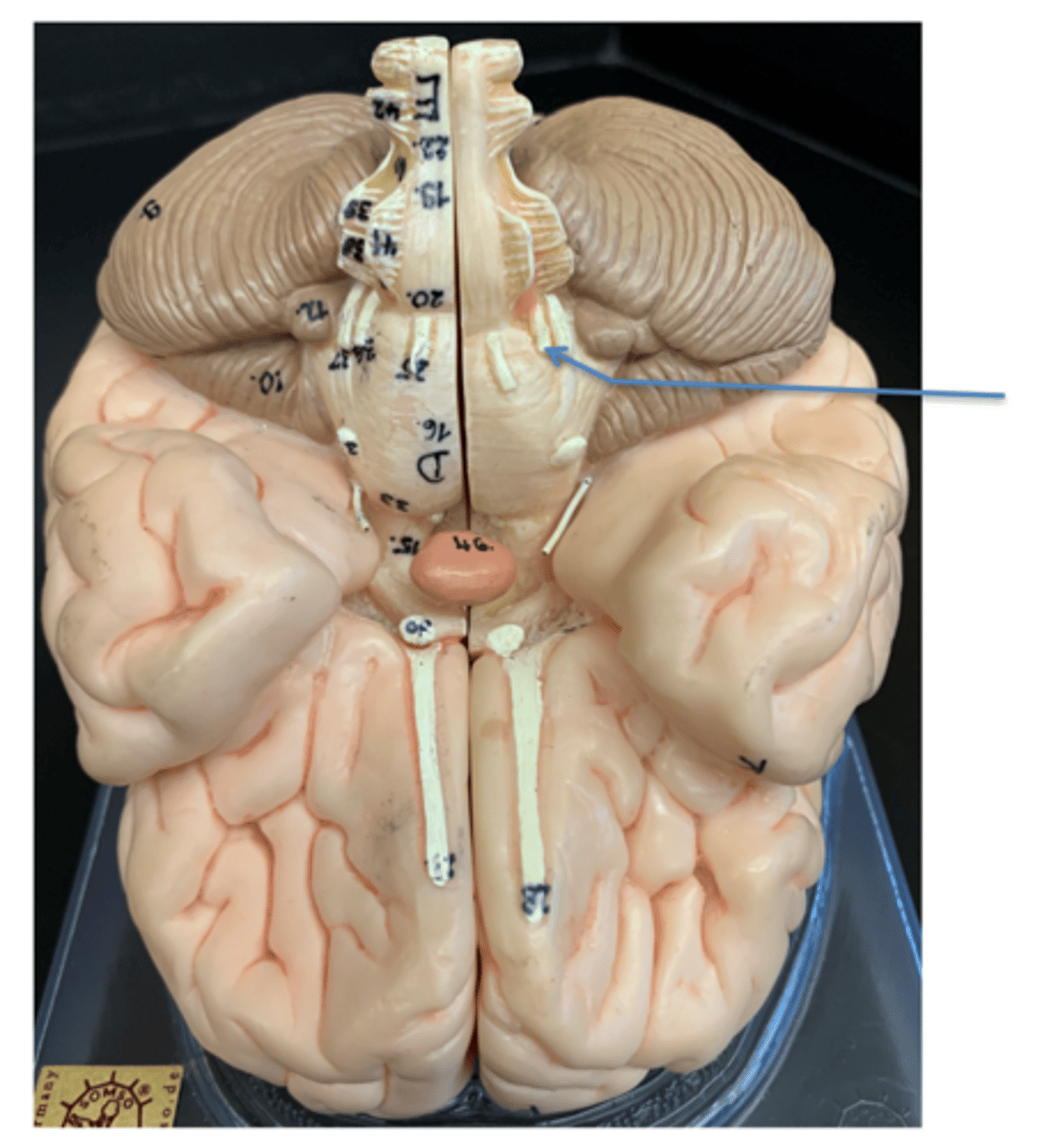<p>Give the Cranial Nerve number, name &amp; function</p>
