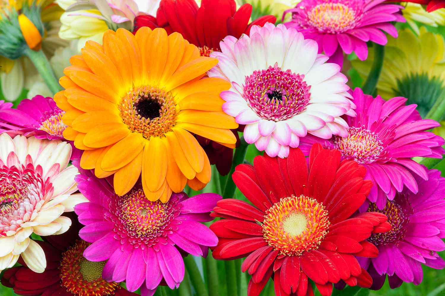 <p>Gerbera</p>