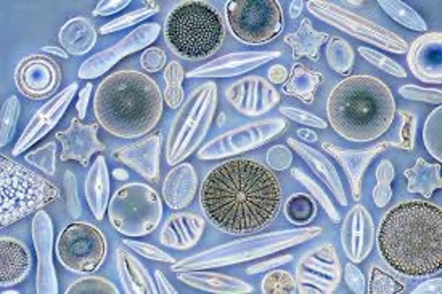 <p>What organism is this?</p>