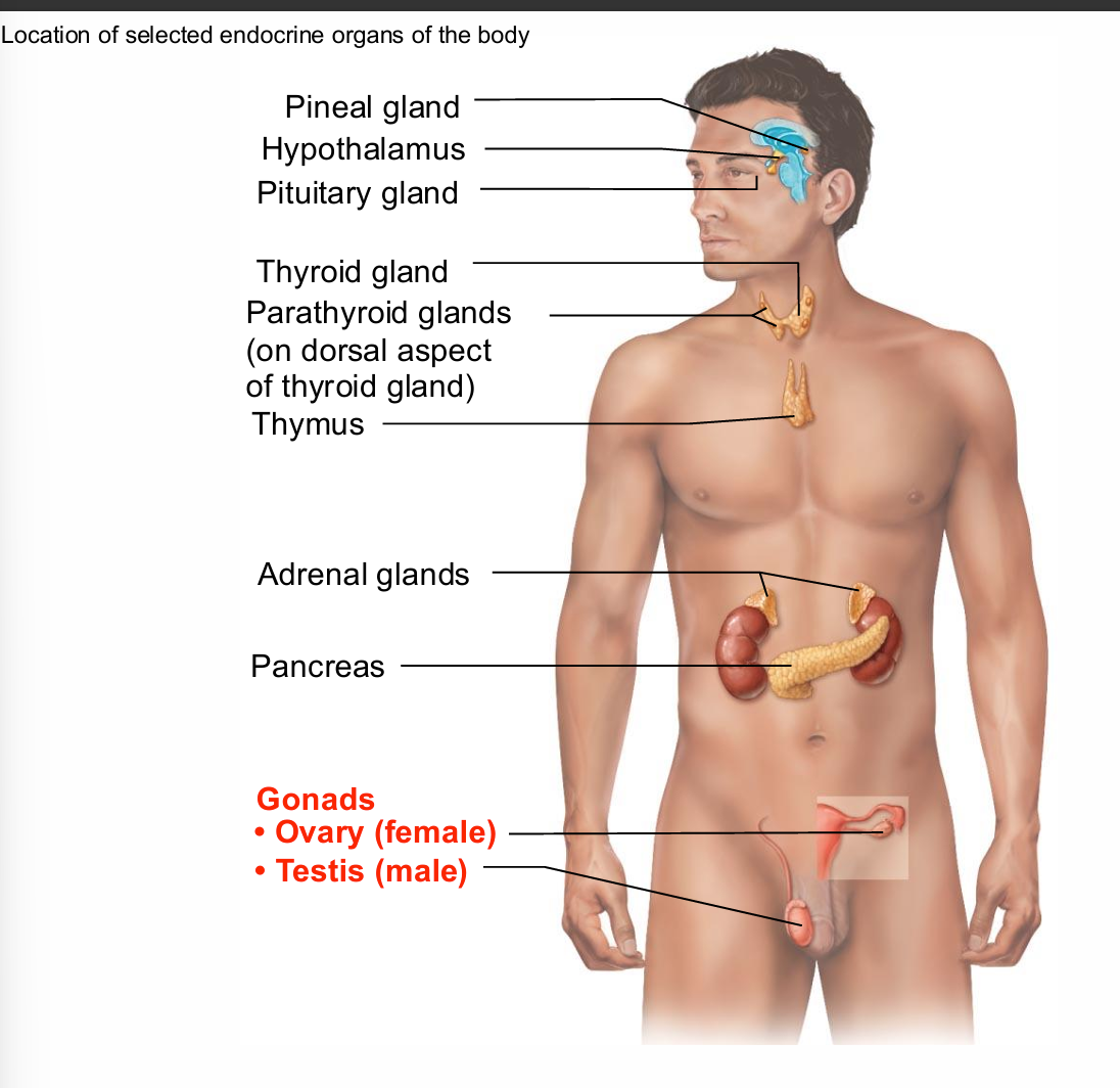 <ul><li><p>Gonads produce steroid sex hormones</p><ul><li><p>Same as those of adrenal cortex</p></li></ul></li><li><p>Ovaries produce estrogens and&nbsp;<span style="background-color: transparent; font-size: 1.6rem;"><span>progesterone</span></span></p><ul><li><p>Estrogen</p></li><li><p>Maturation of reproductive organs</p></li><li><p>Appearance of secondary sexual characteristics</p></li><li><p><span style="background-color: transparent; font-size: 1.6rem;"><span>With progesterone, causes breast development and cyclic&nbsp;</span></span>changes in uterine mucosa</p></li></ul></li><li><p>Placenta secretes estrogens, progesterone,&nbsp;<span style="background-color: transparent; font-size: 1.6rem;"><span>and human chorionic gonadotropin (hCG)</span></span></p></li></ul><p></p>