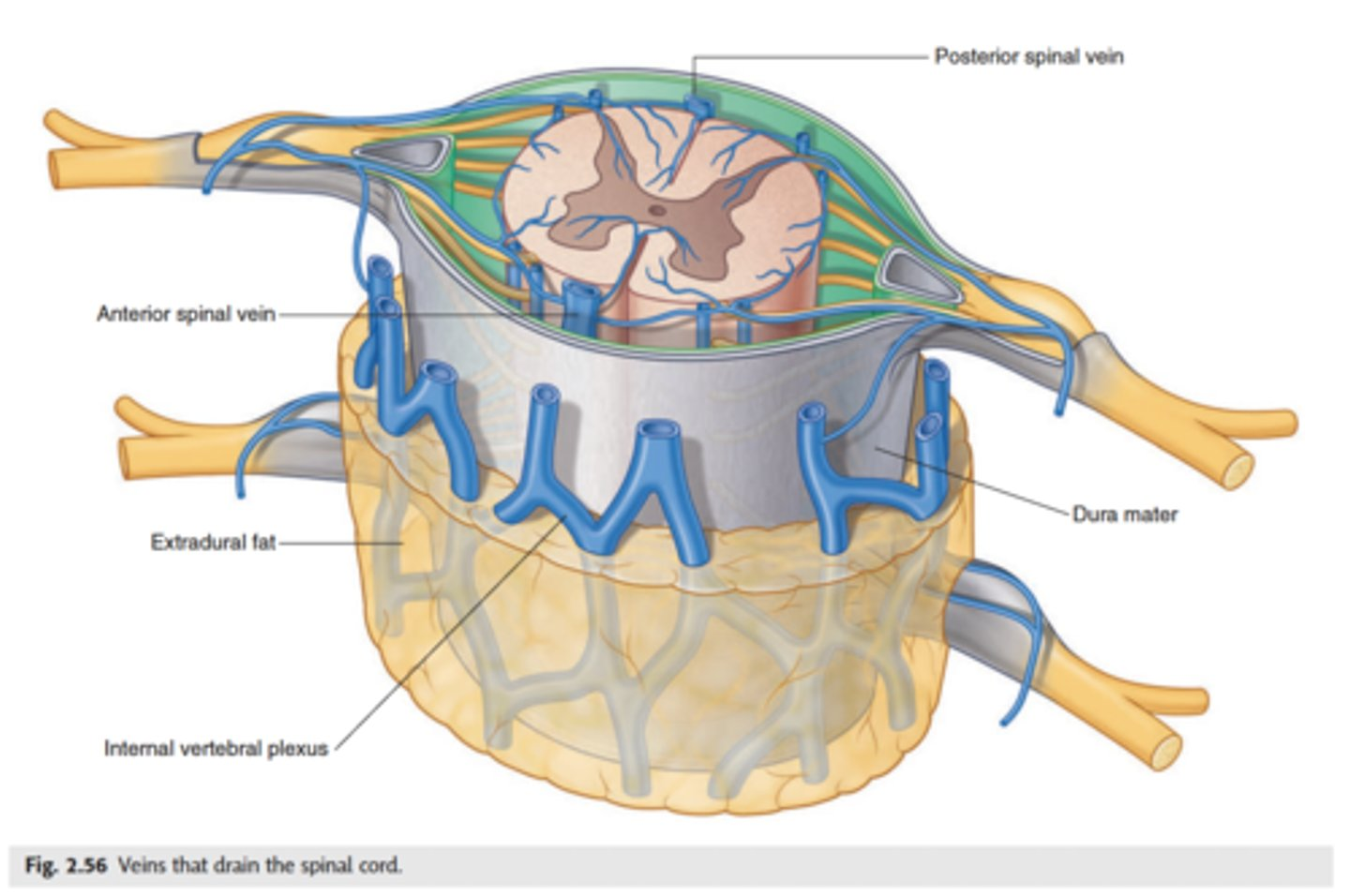 <p>the internal vertebral venous plexus in the epidural space, which connects segmental veins into larger systems (like the azygos)</p>